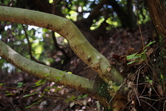 Fraxinus sieboldiana