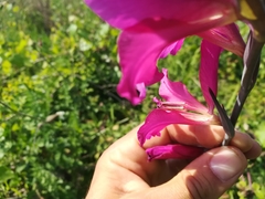Gladiolus