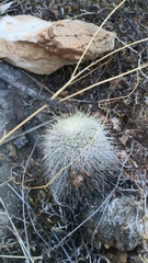 Mammillaria dixanthocentron