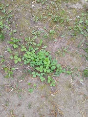 Aegopodium podagraria