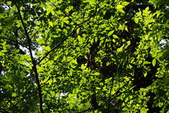 Fraxinus sieboldiana