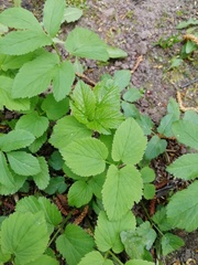 Aegopodium podagraria