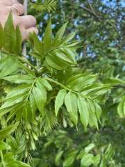 Fraxinus excelsior