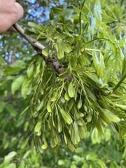 Fraxinus excelsior