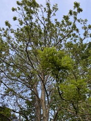 Fraxinus excelsior