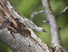 Anolis argenteolus