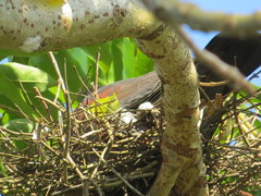 Patagioenas