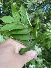 Sorbus aucuparia