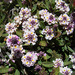 Phyla nodiflora minor - Photo (c) Dick Culbert, μερικά δικαιώματα διατηρούνται (CC BY)