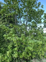 Acer pseudoplatanus