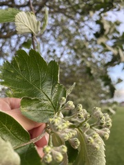Scandosorbus intermedia