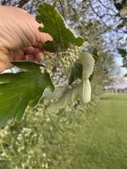 Scandosorbus intermedia