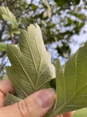 Scandosorbus intermedia