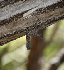 Anolis argenteolus