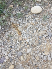 Scolopendra cingulata