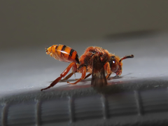 Nomada agrestis