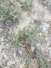 Scolopendra cingulata