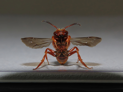 Nomada agrestis