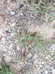 Scolopendra cingulata