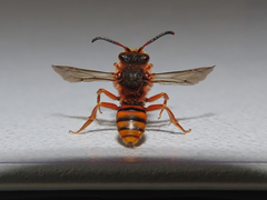 Nomada agrestis