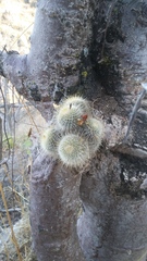 Mammillaria dixanthocentron