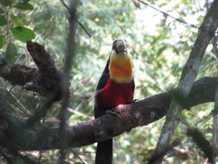 Ramphastos dicolorus