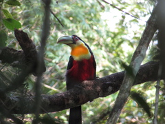Ramphastos dicolorus