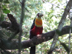 Ramphastos dicolorus