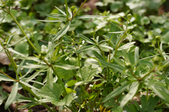 Ranunculus auricomus