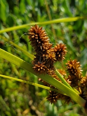 Cyperus ligularis image