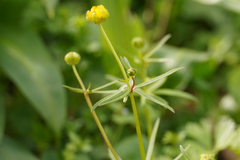 Ranunculus auricomus