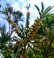 Melaleuca citrina