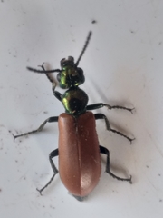 Prolytta nitidula