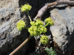 Lomatium observatorium