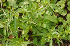 Ranunculus auricomus