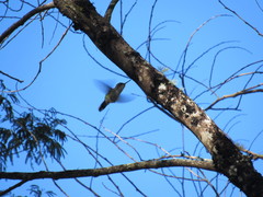 Stephanoxis loddigesii