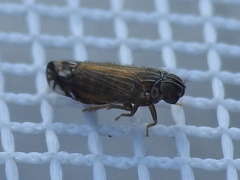 Haplaxius catalinus