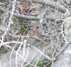 Zonotrichia albicollis image