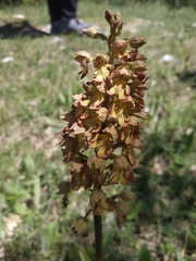 Orchis × wulffiana