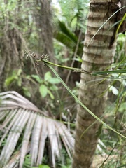 Scleria secans