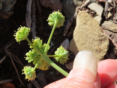 Lomatium observatorium