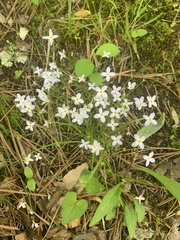 Houstonia serpyllifolia