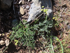 Lomatium observatorium