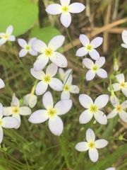 Houstonia serpyllifolia