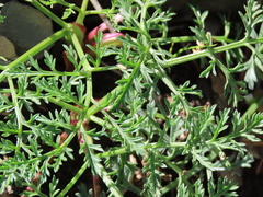 Lomatium observatorium