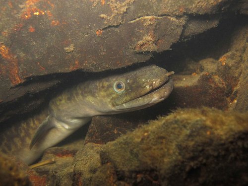 Marbled Eel