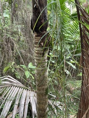 Scleria secans