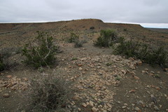 Searsia burchellii