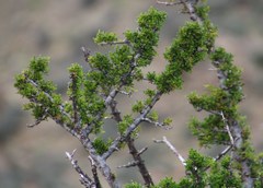 Searsia burchellii