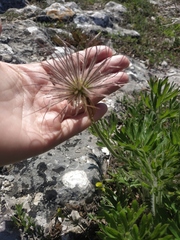 Pulsatilla halleri